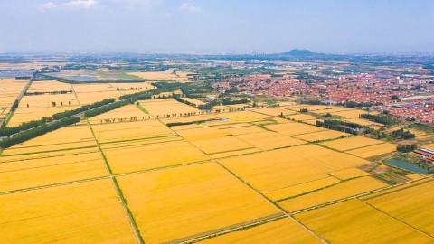 Agriculture, grain and food-processing imageimg/infrastructure/shandong-agriculture-food.jpg